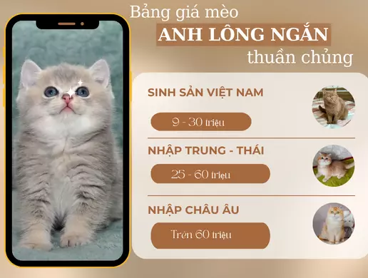 Mèo Anh lông ngắn thuần chủng giá bao nhiêu