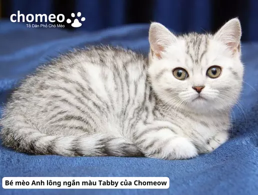 mèo tabby classic, mèo classic tabby, mèo silver tabby, mèo anh lông ngắn màu silver tabby, mèo tabby tai cụp, mèo tabby classic giá, giá mèo tabby