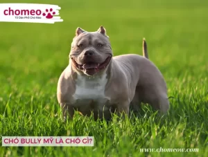 CHÓ BULLY MỸ LÀ CHÓ GÌ