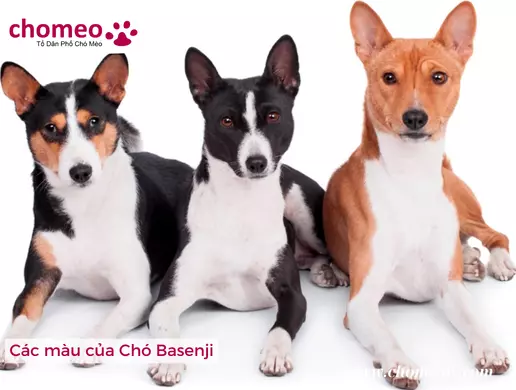 Các màu của Chó Basenji