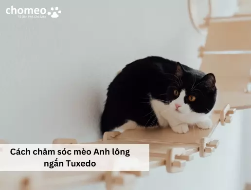 Cách chăm sóc mèo Anh Tuxedo