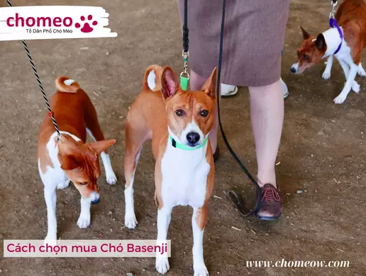 Cách chọn mua Chó Basenji
