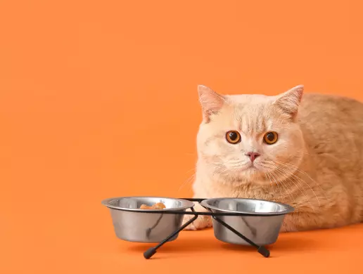 Cách làm thức ăn cho mèo Anh lông ngắn