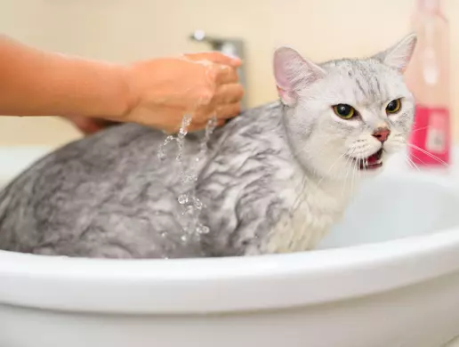 Tổng hợp cách tắm cho mèo chi tiết