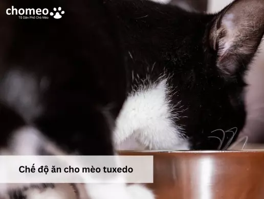 Chế độ ăn cho mèo tuxedo