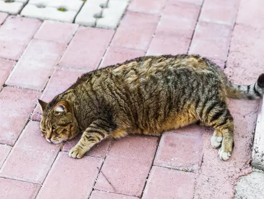 Chế độ ăn có thể khiến mèo béo phì