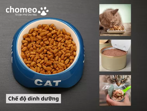 Chế độ dinh dưỡng cho mèo ALN tai cụp
