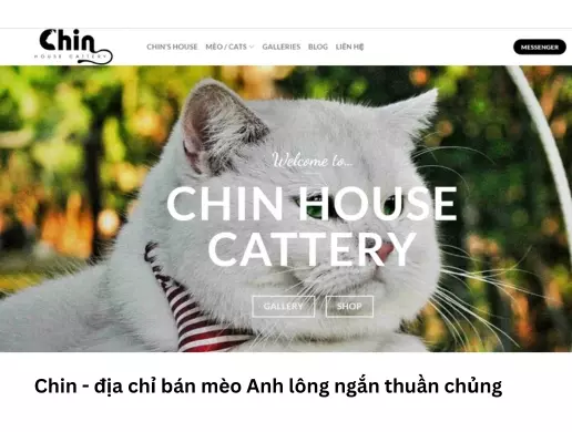 Trại mèo nhà Chin - địa chỉ bán mèo Anh lông ngắn thuần chủng