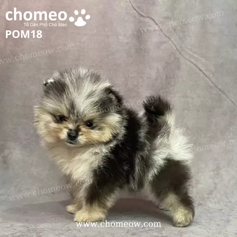 Chó Phốc Sóc Mini Merle Cái