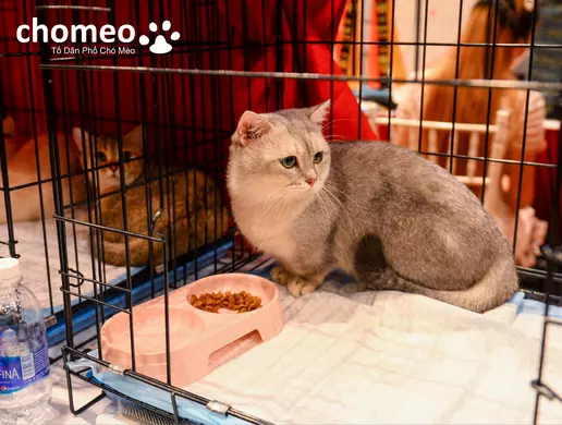 Chomeow Là 1 Trong Những Nơi Bán Mèo Nhập Khẩu Uy Tín, Chất Lượng Nhất Tại Việt Nam