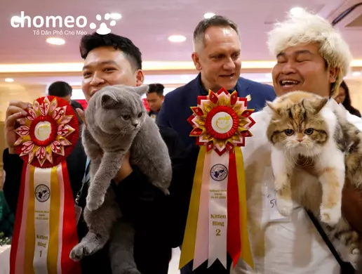 Chomeow Shop bán mèo uy tín hà nội