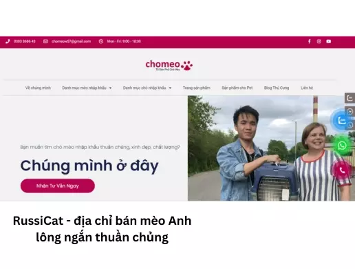 Chomeow - địa chỉ bán mèo Anh lông ngắn thuần chủng