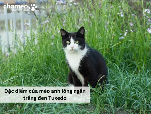 Ngoại hình mèo Anh tuxedo