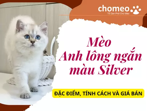 aln silver, mèo silver point, mèo màu silver, mèo silver shaded, mèo anh lông ngắn màu silver
