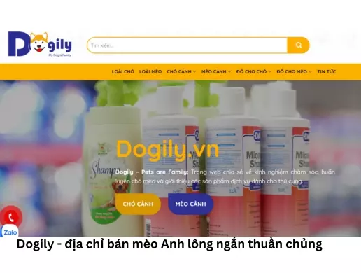 Dogily Petshop - địa chỉ bán mèo Anh lông ngắn thuần chủng