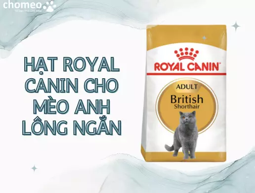 Hạt royal canin cho mèo Anh lông ngắn
