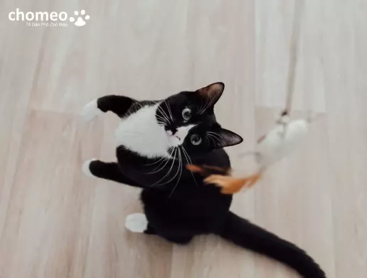 Hình ảnh mèo đen trắng tuxedo dễ thương (1)