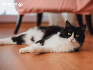 Hình ảnh mèo đen trắng tuxedo dễ thương (2)