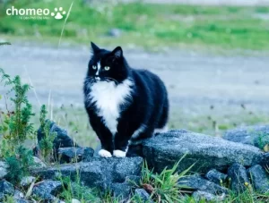 Hình ảnh mèo đen trắng tuxedo dễ thương
