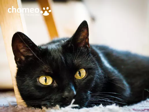 Mắt mèo Anh lông ngắn đen có màu đồng, cam hoặc vàng