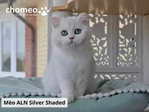 Mèo Anh lông ngắn Silver Shaded