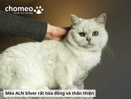 Tính cách mèo Anh lông ngắn silver