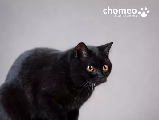 Mèo Anh lông ngắn màu đen có giá bao nhiêu