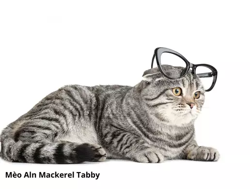 Mèo Tabby Tai Cụp