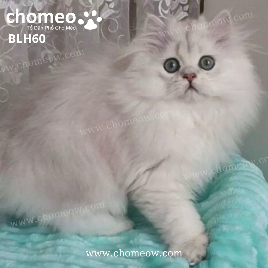 Mèo Anh Lông Dài Black Silver Ns12 Đực BLH60