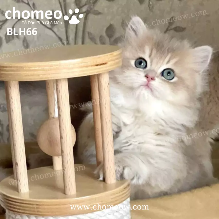 Mèo Anh Lông Dài Chinchilla Ay11 Cái BLH66