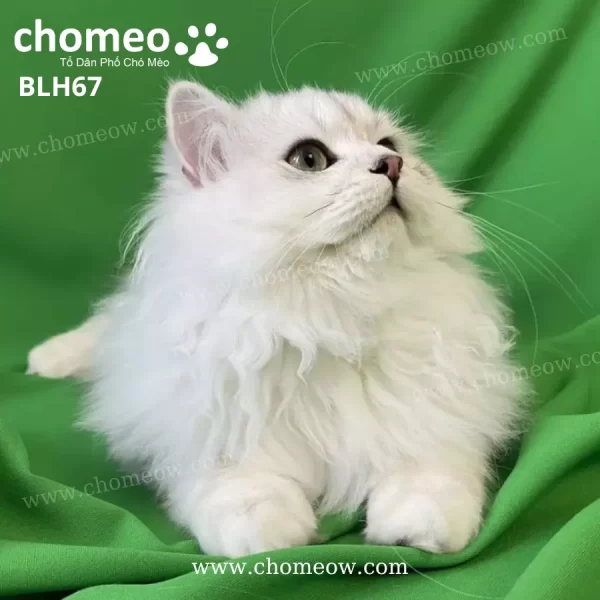 Mèo Anh Lông Dài Chinchilla Silver Đực BLH67