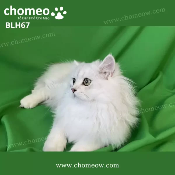 Mèo Anh Lông Dài Chinchilla Silver Đực BLH67