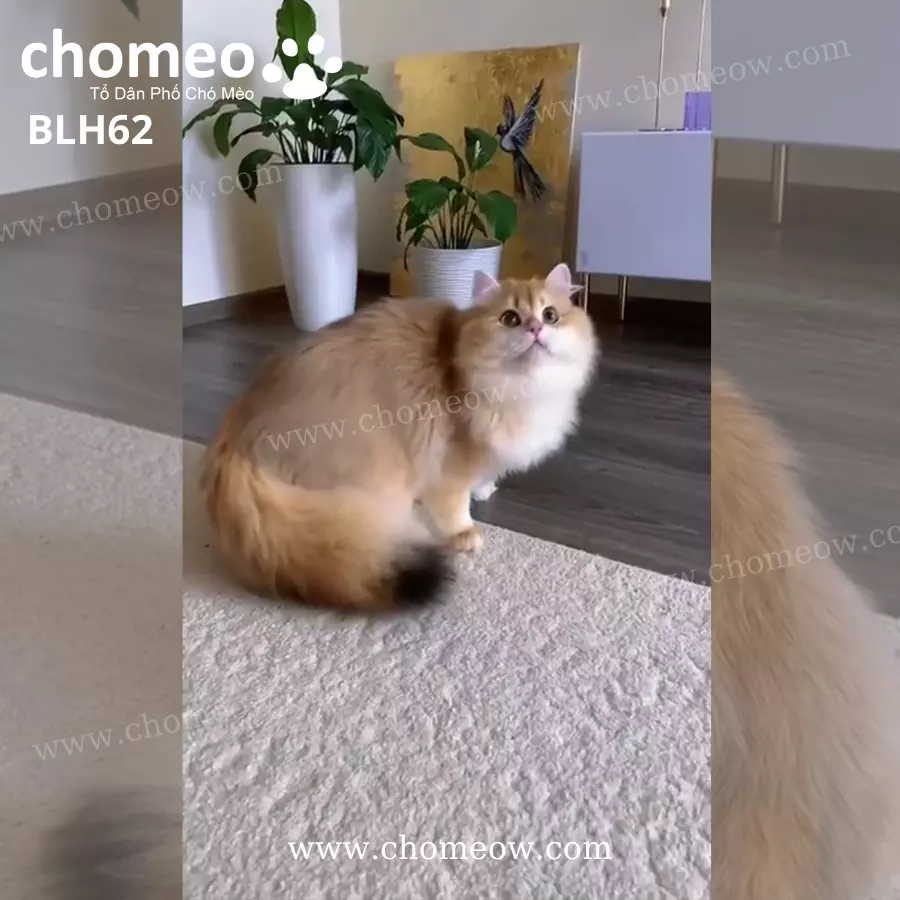 Mèo Anh Lông Dài Golden Ny12 Đực BLH62 (2)