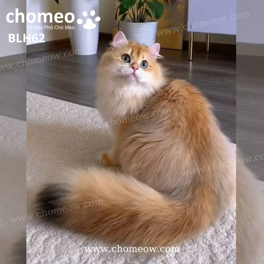 Mèo Anh Lông Dài Golden Ny12 Đực BLH62 (3)