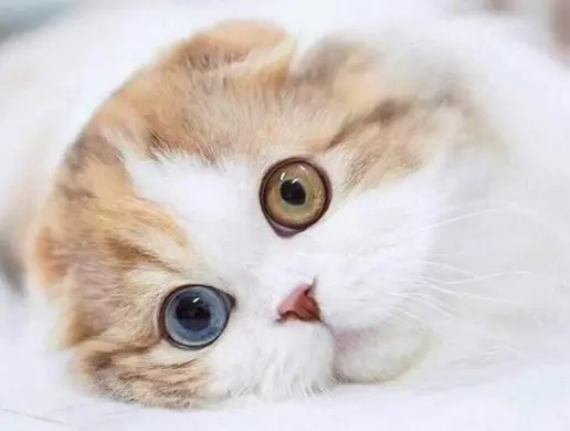 Mèo Anh Lông Ngắn Mắt 2 Màu