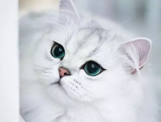 Mèo Anh Lông Ngắn Mắt Màu Xanh Ngọc Bích