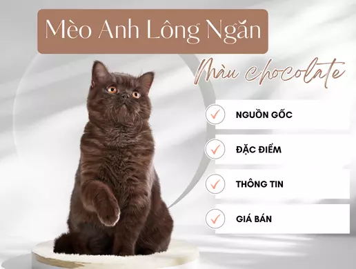 Mèo Anh Lông Ngắn Màu Chocolate _ Mèo Nâu Chocolate Là Mèo Gì _ Giá bán, Thông Tin