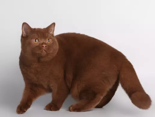 Mèo Anh Lông Ngắn Màu Chocolate giá