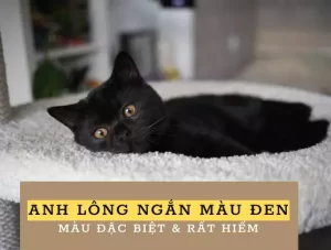 mèo anh lông ngắn đen mèo anh lông ngắn màu đen mèo anh đen mèo đen tuyền mèo ALN đen giá bao nhiêu