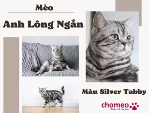 Mèo Anh Lông Ngắn Màu Silver Tabby