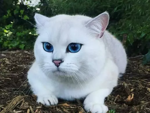 Mèo Anh Lông Ngắn Màu Trắng Mắt Xanh