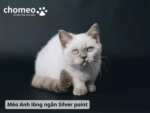 Mèo Anh lông ngắn Silver Point