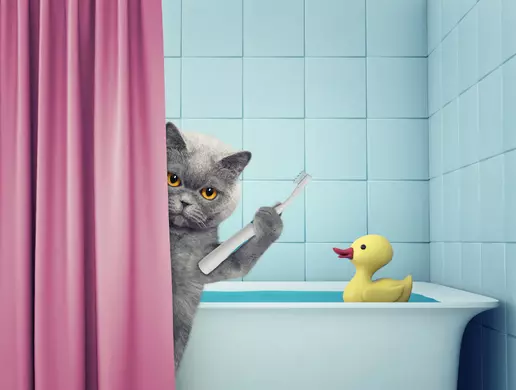 Mèo có thích tắm hay không