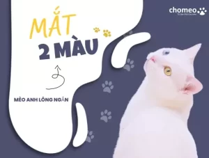 Mèo Anh lông ngắn mắt 2 màu hiếm có