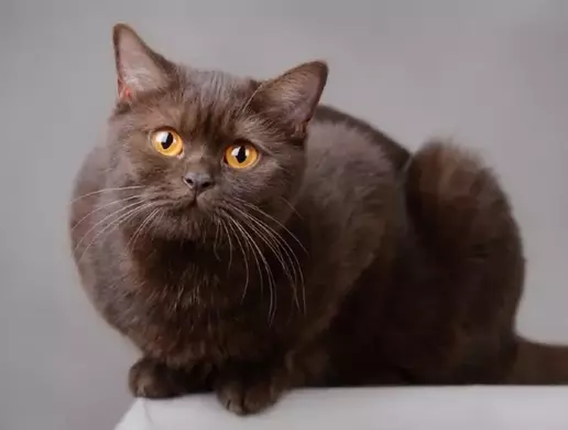 Mèo Anh lông ngắn màu Chocolate thuân chủng