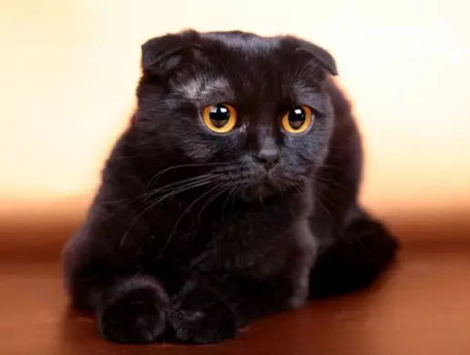Mèo Anh lông ngắn màu đen tai cụp