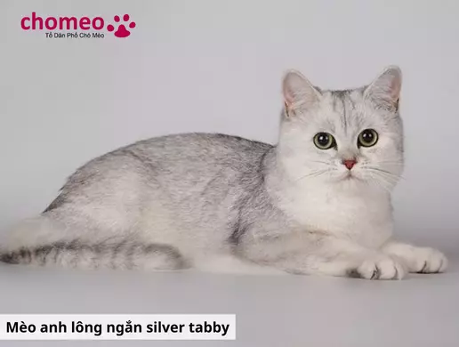 Mèo Anh lông ngắn màu silver tabby,