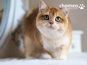 Mèo Anh lông ngắn thuần chủng nhập khẩu