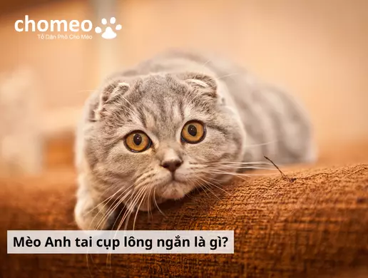 Mèo Tai cụp lông ngắn là gì
