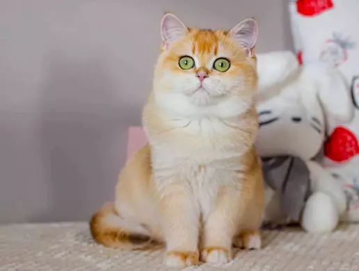 Mèo Golden là mèo gì?